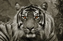 Bönninghoff Keilrahmenbild Tiger B/L: ca. 118x78 cm