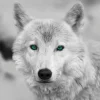Bönninghoff Keilrahmenbild Wolf B/L: ca. 35x35 cm