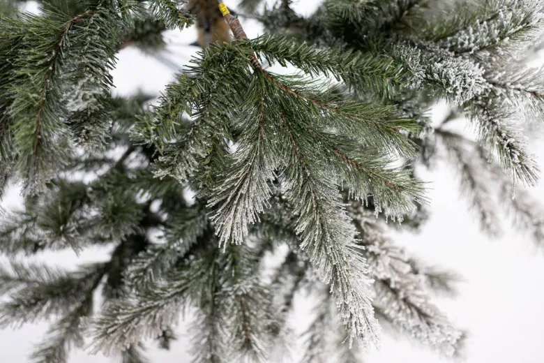 Evergreen Weihnachtsbaum Cedar Kiefer grün PVC B/H: ca. 114x210 cm