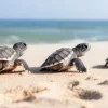 Keilrahmenbild Meer