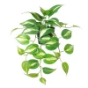 Kunstpflanze Pothos grün Kunststoff B/T/L: ca. 37x35x50 cm