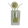 POCOline Vase klar Glas B/H/L: ca. 5,5x20x12 cm