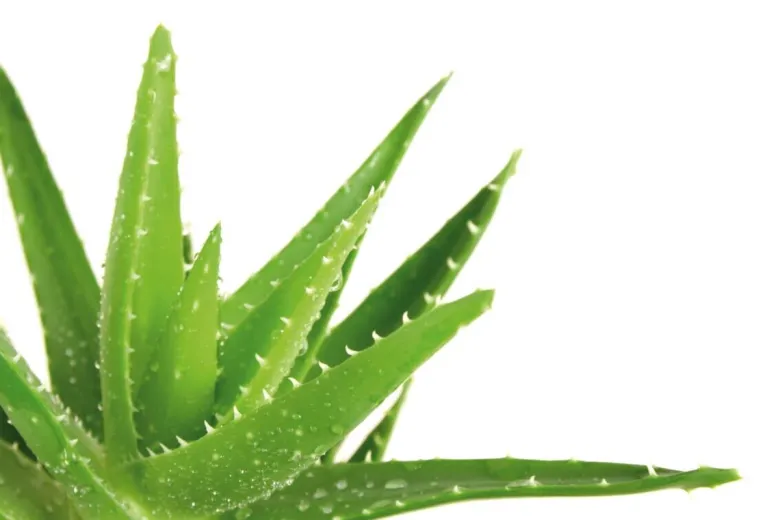 Steppbett Aloe Vera