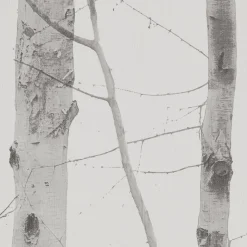 Vliestapete Birkenwald grau creme B/L: ca. 53x1005 cm